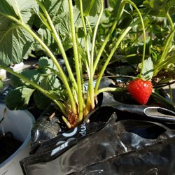 Good Farms - Luscious berries.