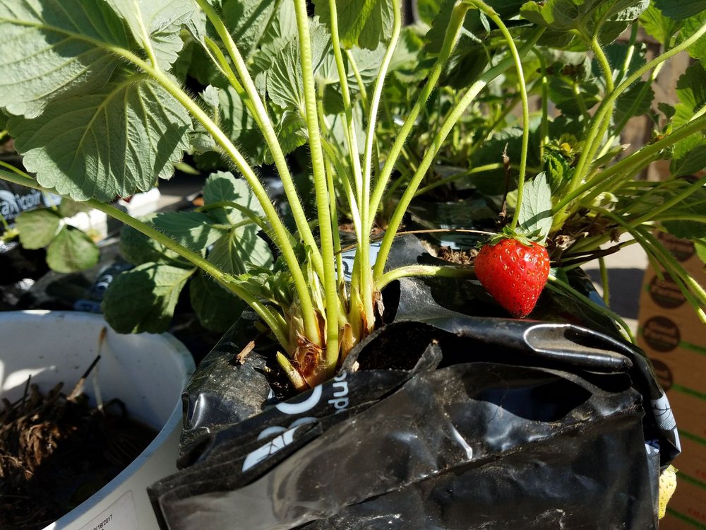 GOOD FARMS Updated September 2024 1980 S Rice Ave, Oxnard