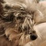 Photo of Furry Friends Beauty Shop