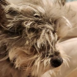 Furry Friends Beauty Shop
