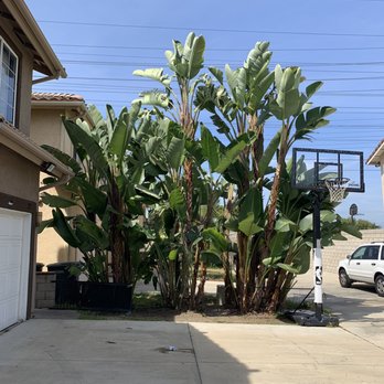 Planet Tree Service - After - Tree Services Near Me - Hawaiian Gardens , California Planet Tree Service - After - Tree Services Near Me - Hawaiian Gardens , California