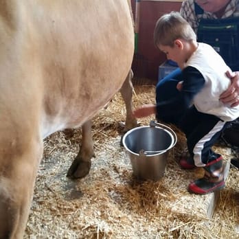 Real Life Daycamp and Farm - Milking a expectant mother - Child Care & Day Care Near Me - Canton, Michigan Real Life Daycamp and Farm - Milking a expectant mother - Child Care & Day Care Near Me - Canton, Michigan