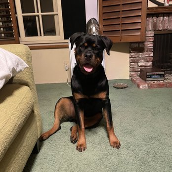 K9 Journey Dog Training - Georgia our Rottweiler. - Dog Walkers Near Me K9 Journey Dog Training - Georgia our Rottweiler. - Dog Walkers Near Me