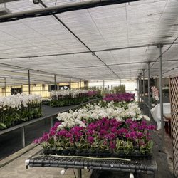 South Coast Orchids