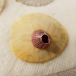 Sand dollar with a birth mark