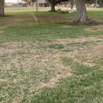 Texas Turf Specialists - Before. 6 month transformation with proper nutrients and attention. Let us help you have the lawn you've always wanted! - Lawn Services Near Me Texas Turf Specialists - Before. 6 month transformation with proper nutrients and attention. Let us help you have the lawn you've always wanted! - Lawn Services Near Me