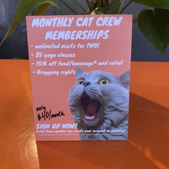 Mac Tabby Cat Cafe - Themed Cafes Near Me - Charlotte, North Carolina Mac Tabby Cat Cafe - Themed Cafes Near Me - Charlotte, North Carolina