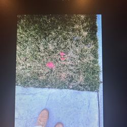The road verge where the homeowners boots are. Note: Bright pink substance is supposed to be "Puke".