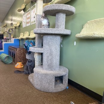 The Cafe Meow - Themed Cafes Near Me - Minneapolis, Minnesota The Cafe Meow - Themed Cafes Near Me - Minneapolis, Minnesota