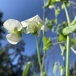 Divine Bliss International - Taking one moment to observe a tiny pea flower is worth hours of peace and bliss.