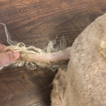 Stars Mobile Grooming - Pet Groomers Near Me Stars Mobile Grooming - Pet Groomers Near Me