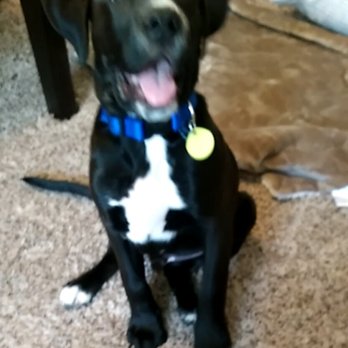 Wright Way Rescue - 3 months old now. Knows sit, down, stay, and give paw! - Animal Shelters Near Me - Morton Grove, Illinois