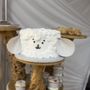 Photo of Butterfly Cake Shop