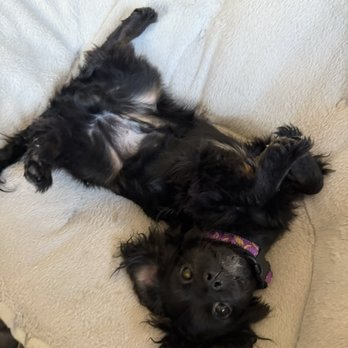 Veterinary Emergency Group - Emergency Pet Hospital Near Me - Seattle, Washington