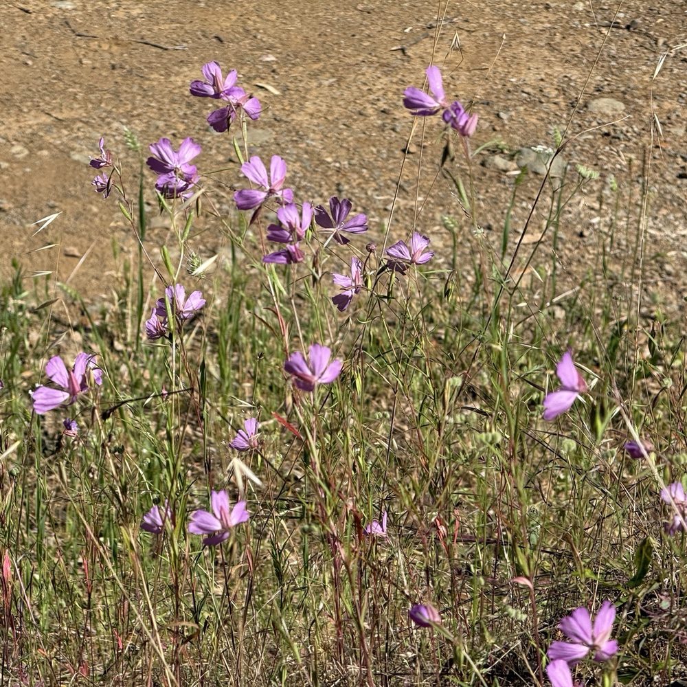 Quarry Road Trail - Hiking Near Me - Auburn, California Quarry Road Trail - Hiking Near Me - Auburn, California
