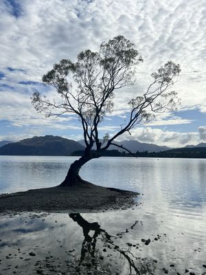That Wānaka tree by null