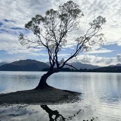 Wanaka Tree