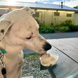 Katie's Korner - Pup cup