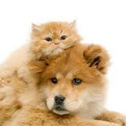 Loving Rose Psychic - If you've ever wondered what your favorite pet is thinking, give me a call! (618) 236-5883. AskLoving.com.