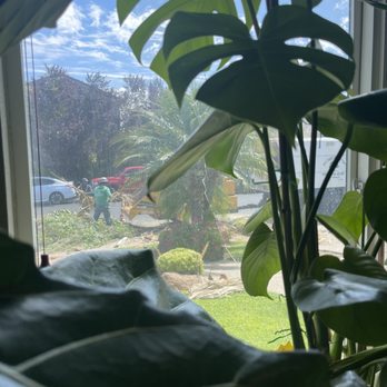EG Tree Service - Watching them shred those branches ! - Tree Services Near Me EG Tree Service - Watching them shred those branches ! - Tree Services Near Me