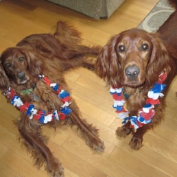 4th of July! They are not bothered by the loud noises. 4th of July! They are not bothered by the loud noises.