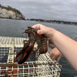 Rocky Bottom Fisheries - Male lobster