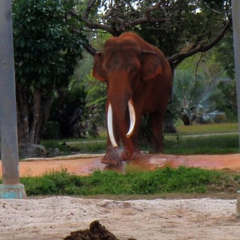 Zoo Miami - Impressively large elephant with enormous tusks - Zoos Near Me - Miami, Florida Zoo Miami - Impressively large elephant with enormous tusks - Zoos Near Me - Miami, Florida