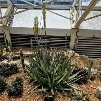 Foellinger-Freimann Botanical Conservatory - Aloe Vera at Foellinger-Freimann Botanical Conservatory - Botanical Gardens Near Me - Fort Wayne, Indiana Foellinger-Freimann Botanical Conservatory - Aloe Vera at Foellinger-Freimann Botanical Conservatory - Botanical Gardens Near Me - Fort Wayne, Indiana