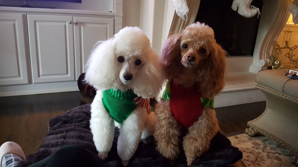 Clemson Animal Hospital Image