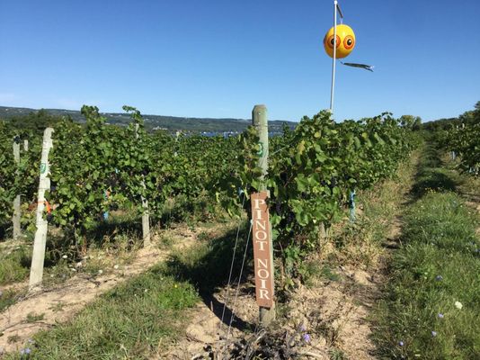 Rooster Hill Vineyards by null