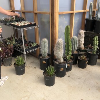 The Prickly Pear - Nurseries & Gardening Near Me - Sacramento, California The Prickly Pear - Nurseries & Gardening Near Me - Sacramento, California