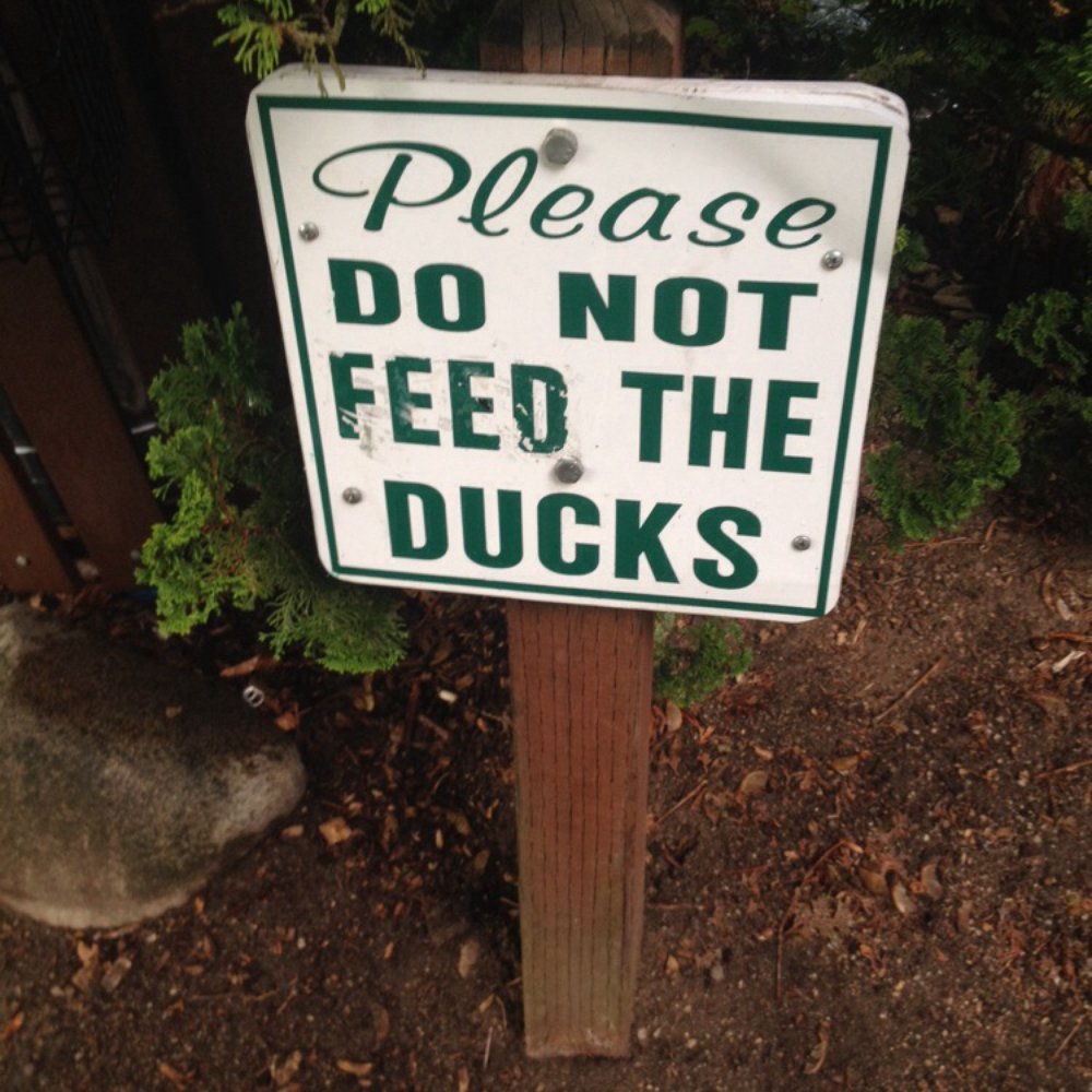 Lithia Park - Really? That sucks. - Parks Near Me - Ashland, Oregon Lithia Park - Really? That sucks. - Parks Near Me - Ashland, Oregon