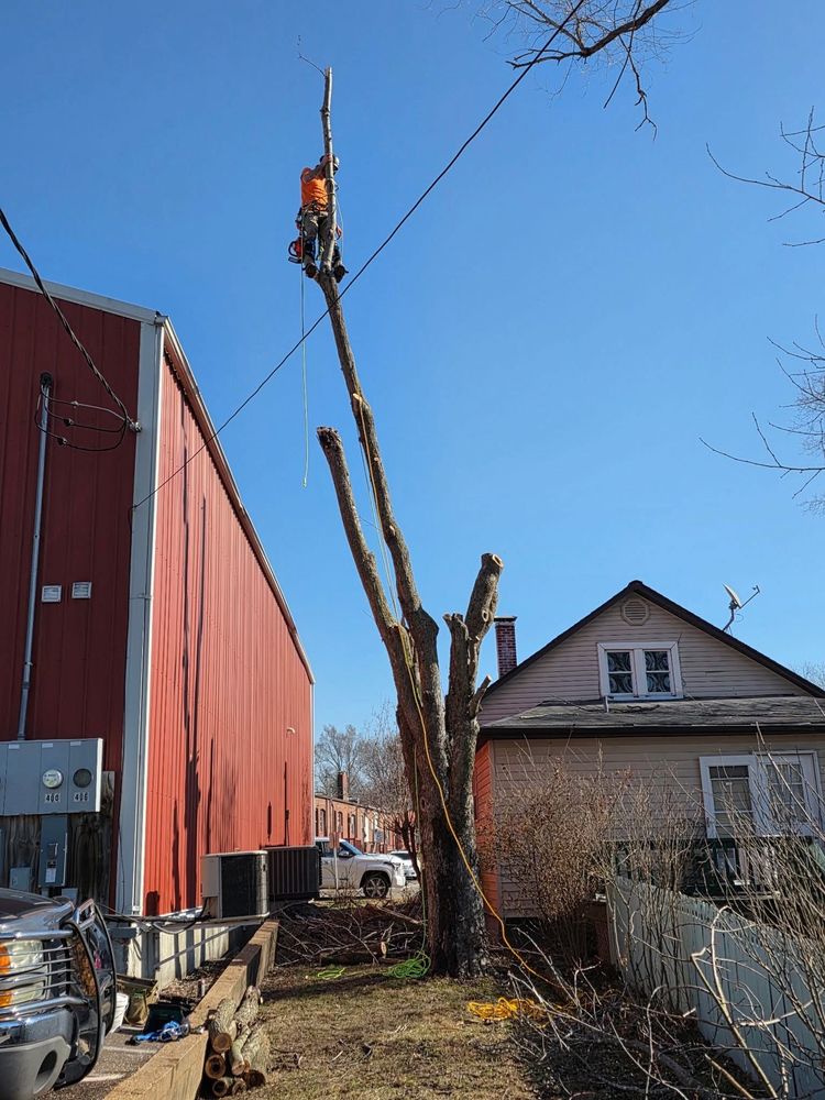 JAMN Tree & Honeysuckle Removal - tree service in St. Louis, MO