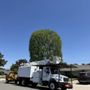 J Rodriguez Tree Care Maintenance