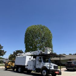 J Rodriguez Tree Care Maintenance - Fine pruning
