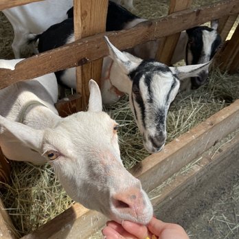 Lively Run Dairy - Cheese Shops Near Me - Interlaken, New York