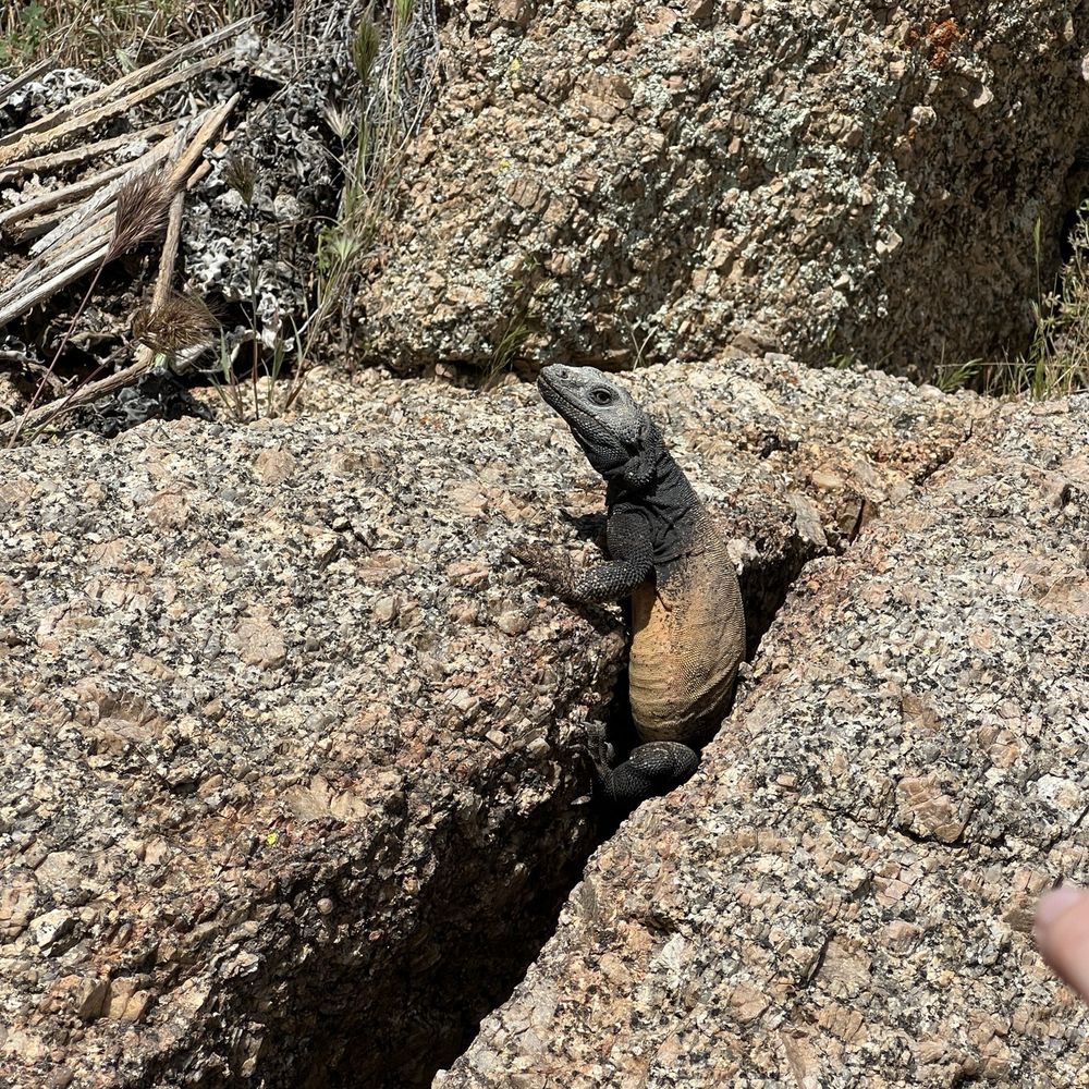 Pinnacle Peak Park - Chuckwalla - Hiking Near Me - Scottsdale, Arizona Pinnacle Peak Park - Chuckwalla - Hiking Near Me - Scottsdale, Arizona