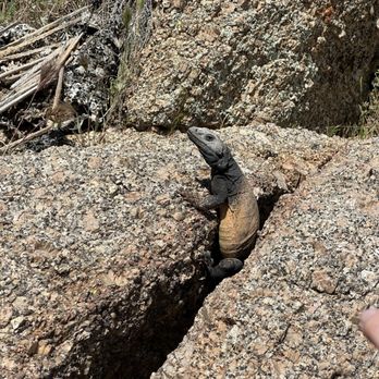 Pinnacle Peak Park - Chuckwalla - Hiking Near Me - Scottsdale, Arizona