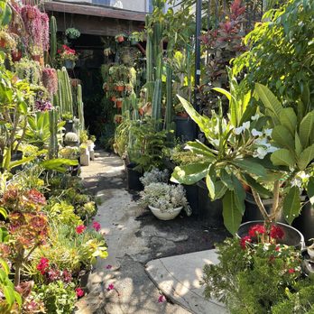 Country Plants - Nurseries & Gardening Near Me - Santa Monica, California Country Plants - Nurseries & Gardening Near Me - Santa Monica, California