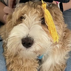 Eileen Floyd - Right Start Puppy Graduate!