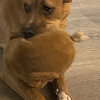 SAN JOSE ANIMAL CARE CENTER - Updated October 2025 - 411 Photos & 424