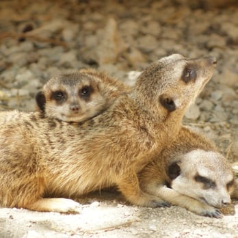 Parc de l'Auxois - Zoos Near Me - Arnay sous Vitteaux, 21 Parc de l'Auxois - Zoos Near Me - Arnay sous Vitteaux, 21
