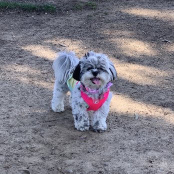 Lush Spaw - Happy baby! Thanks LushSpaw! - Pet Groomers Near Me - San Jose, California