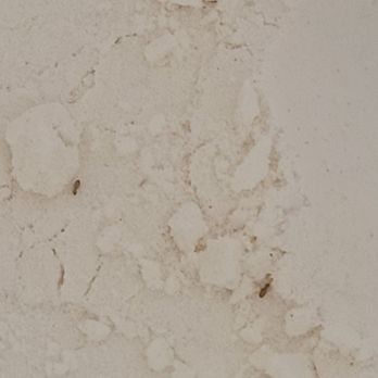 Meijer - Bugs in a brand new bag of flour - Department Stores Near Me - Wixom, Michigan