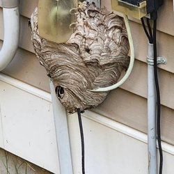 True Pest Control - Hornets nest before removal.