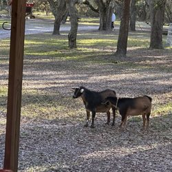 Animal Lovers Farm - Farm animals