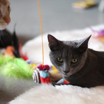 Cat & Craft - Let's play! - Coffee & Tea Near Me - Vista, California Cat & Craft - Let's play! - Coffee & Tea Near Me - Vista, California