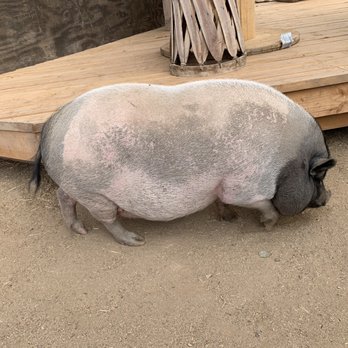 Pretty Horses Rescue - Pigs roaming free! - Horseback Riding Near Me - Rosarito, BCN