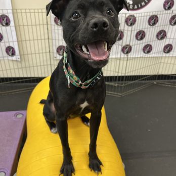 My Dog's Got Class - We offer training from basic to intro to canine fitness - Pet Training Near Me - Lebanon, New Jersey My Dog's Got Class - We offer training from basic to intro to canine fitness - Pet Training Near Me - Lebanon, New Jersey