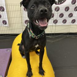 My Dog's Got Class - We offer training from basic to intro to canine fitness